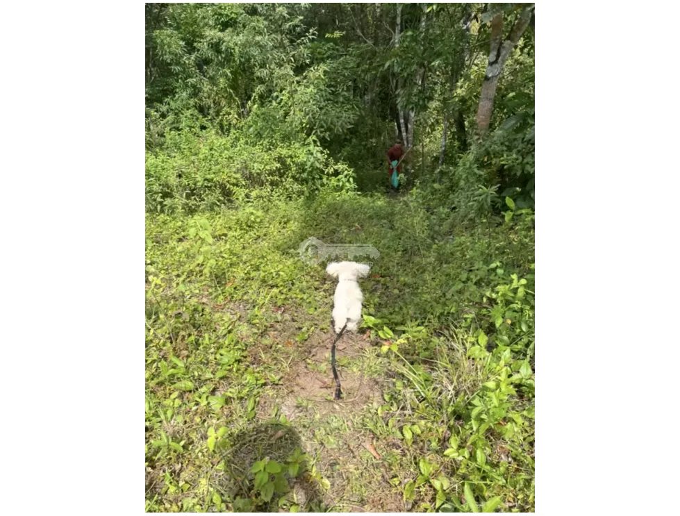 FINCA / 26 HECTAREA / EL CACAO / CAPIRA / POTENCIAL TURISTICO