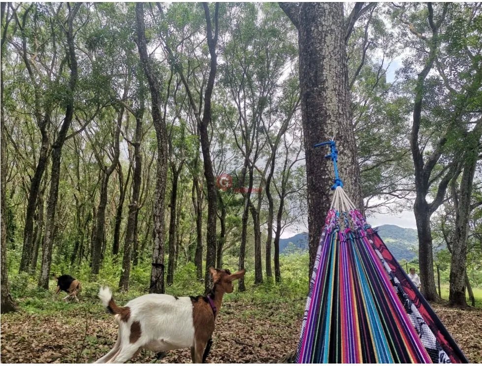 CHAME / FINCA EN BEJUCO / 10 HECTAREAS / CERCA DE LA INTERAMERICANA