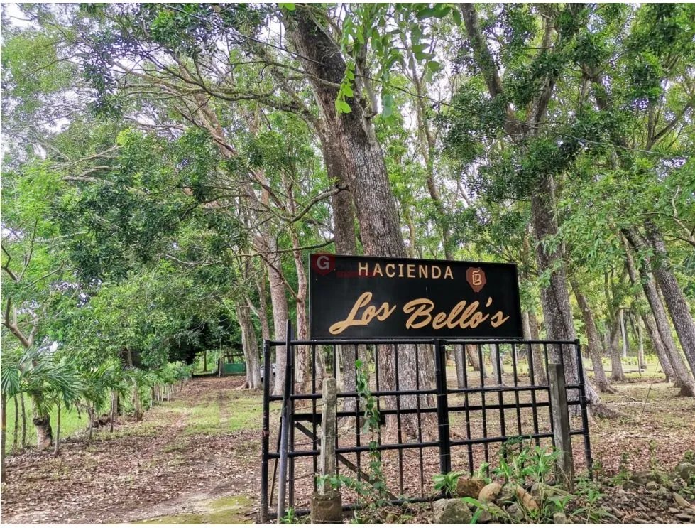 CHAME / FINCA EN BEJUCO / 10 HECTAREAS / CERCA DE LA INTERAMERICANA