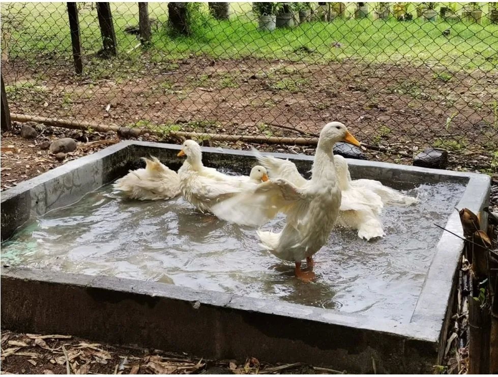 CHAME / FINCA EN BEJUCO / 10 HECTAREAS / CERCA DE LA INTERAMERICANA