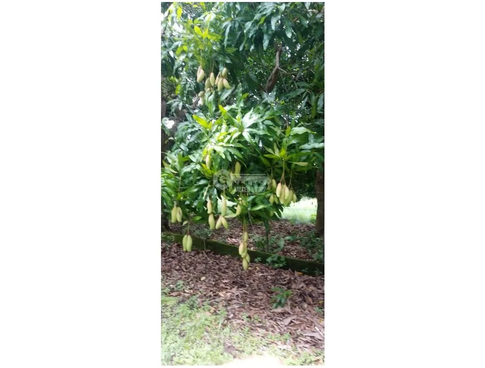 TERRENO / CHAME / EL ESPAVE / 4560 M2 / TOTALMENTE PLANO