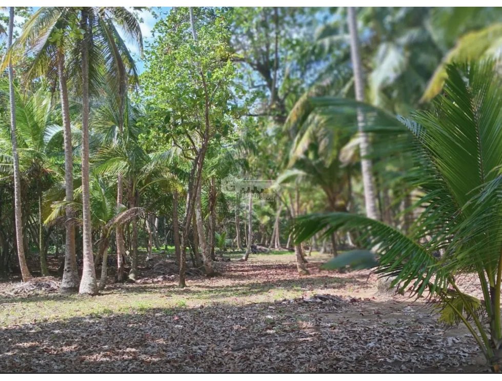 COLON / PLAYA CHIQUITA / 100 HECTAREAS / PARA DESARROLLO FRENTE AL MAR