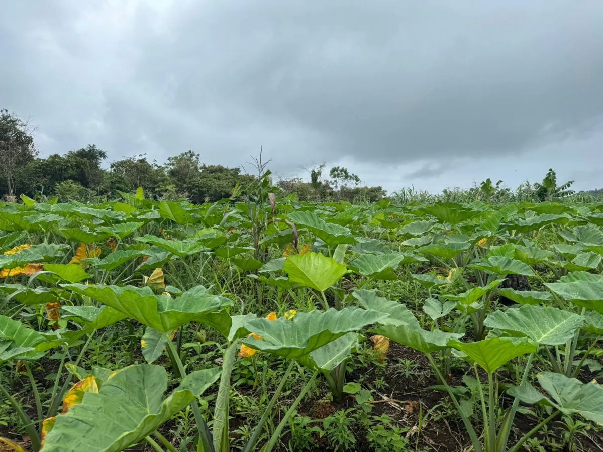 Se Venden 100 Hectáreas en Isla Gobernadora, Veraguas, Panamá  Excelente Oportunidad de Inversión