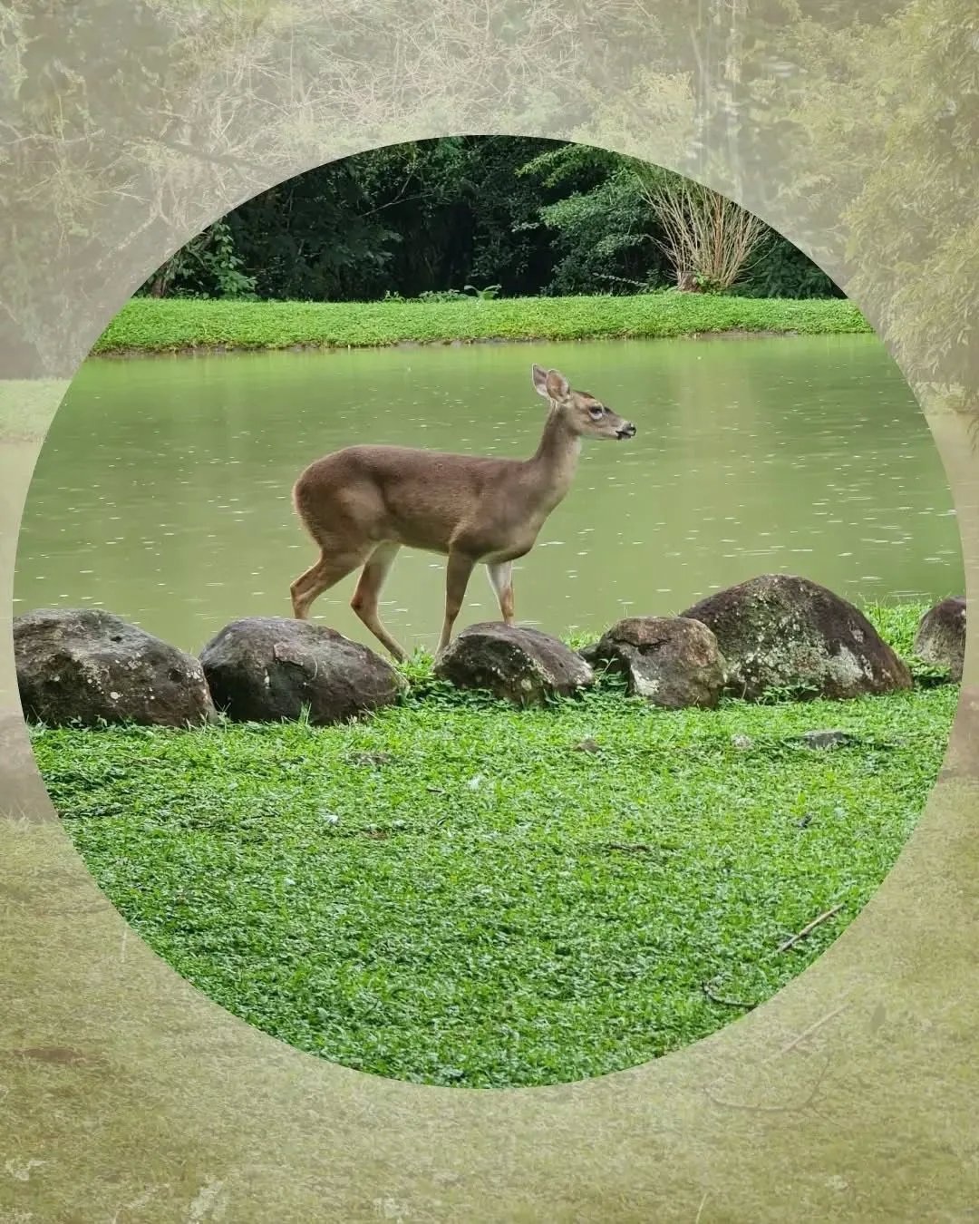 Unimproved Land For Sale in Rancho Santa Fe, Panama