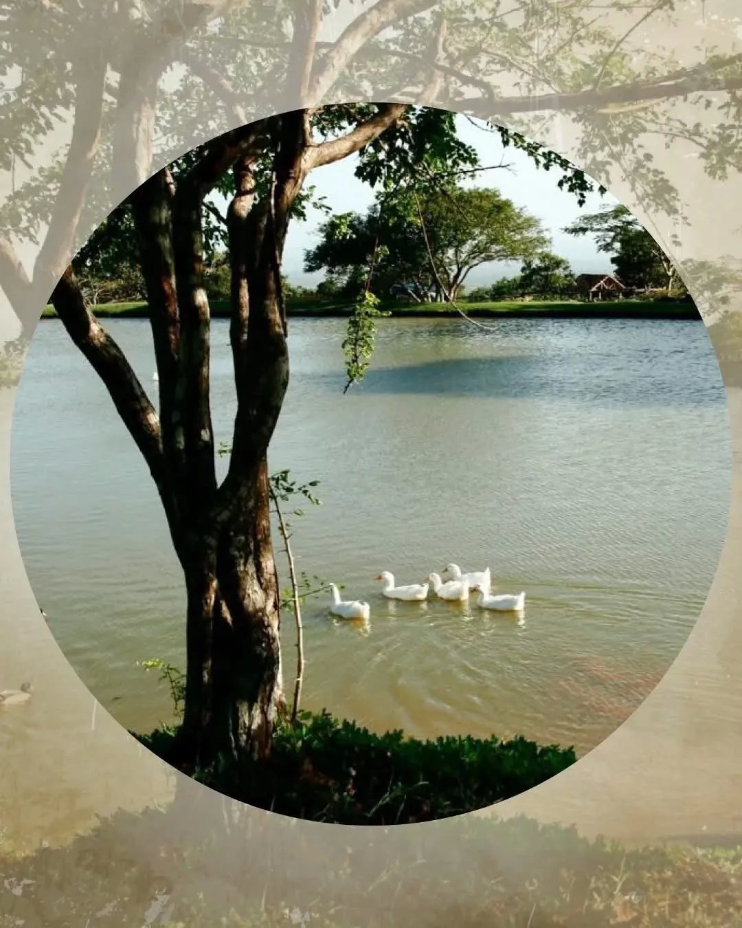 Unimproved Land For Sale in Rancho Santa Fe, Panama