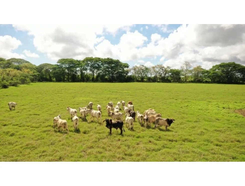 PARITA / HERRERA / IDEAL PARA AGRICULTURA Y GANADERIA / 13 HECTAREAS