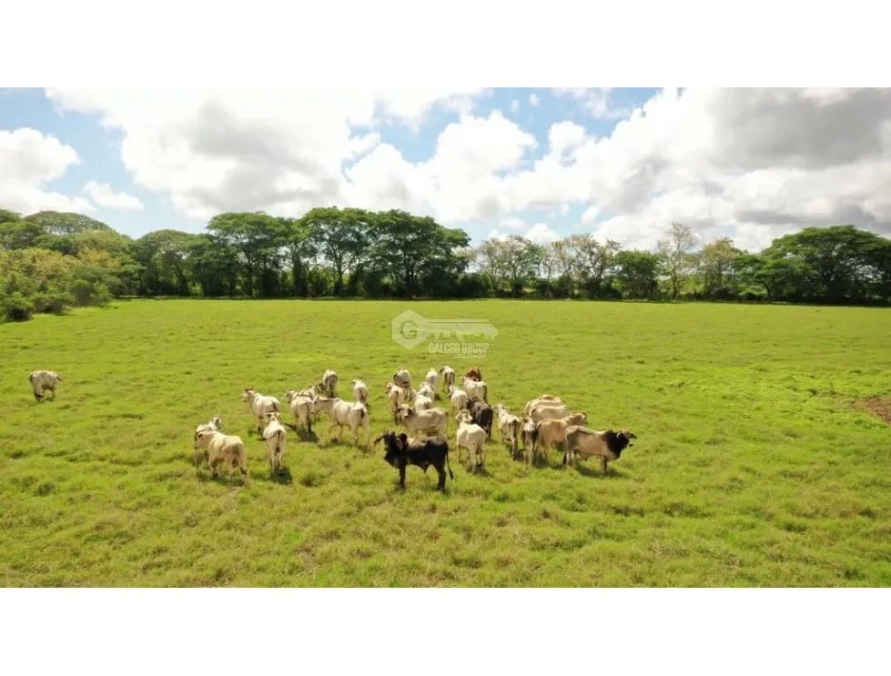Land/Farm for sale in Herrera