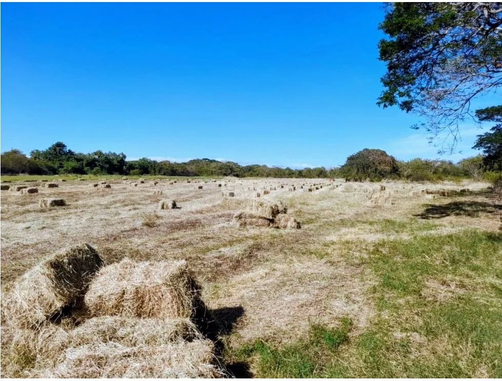 Land/Farm for sale in Herrera