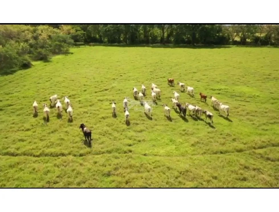 Land/Farm for sale in Herrera