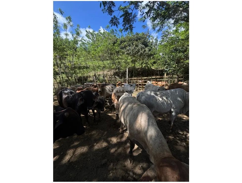 SE VENDE TERRENO DE 70 HECTÁREA EL CACAO CAPIRA IDEAL PARA GANADERIA