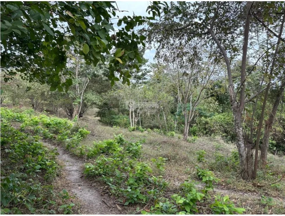 SAN CARLOS / LAS LAGARTIJAS / 250000M / GANADERIA / USO COMERCIAL AG