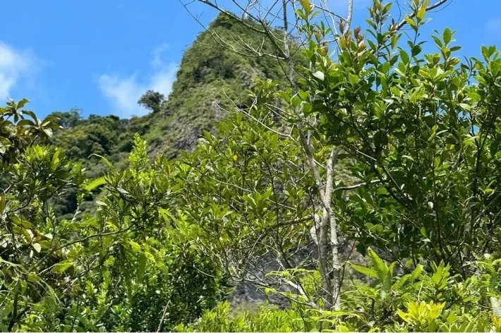 Finca en venta en Chicá, Chame