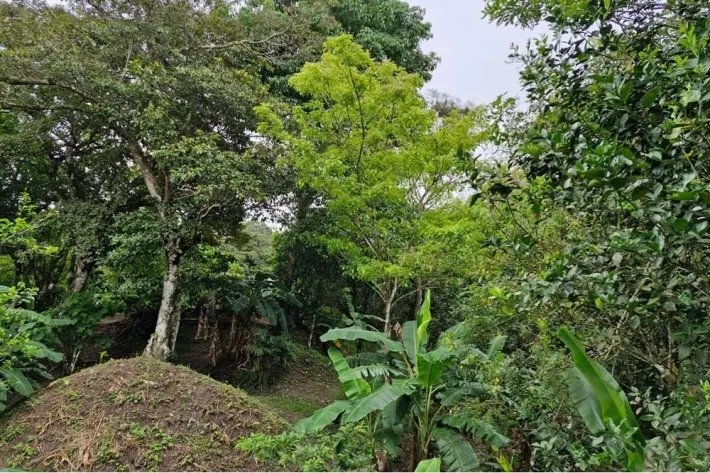 ESPECTACULAR PROPIEDAD RODEADA DE ARBOLES FRUTALES DE 1.2 HECTAREAS (2...