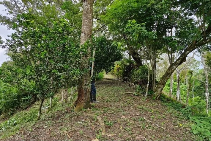 ESPECTACULAR PROPIEDAD RODEADA DE ARBOLES FRUTALES DE 1.2 HECTAREAS (2...