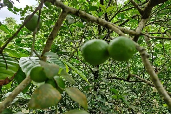 ESPECTACULAR PROPIEDAD RODEADA DE ARBOLES FRUTALES DE 1.2 HECTAREAS (2.96 ACRES). A 50 METROS DE LA CALLE PRINCIPAL DE ANTON. CON TITULO DE PROPIEDAD.