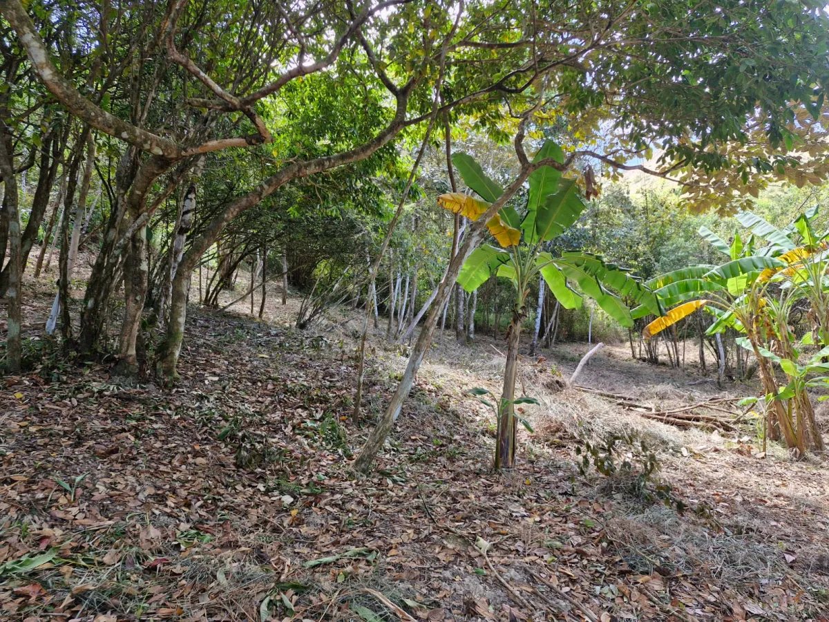 Ranch For Sale in Penonomé
