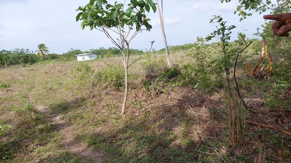REMATE DE TERRENO EN PENONOME IDEAL PARA BARRIADAS