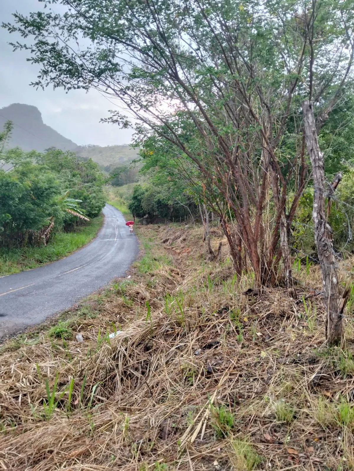 5-hectare Farm 5 minutes from downtown La Pintada - Steal at $85,000.