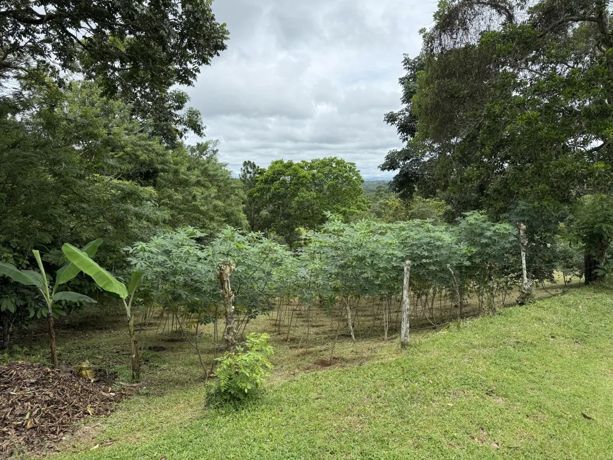 Se vende terreno en La Chorrera