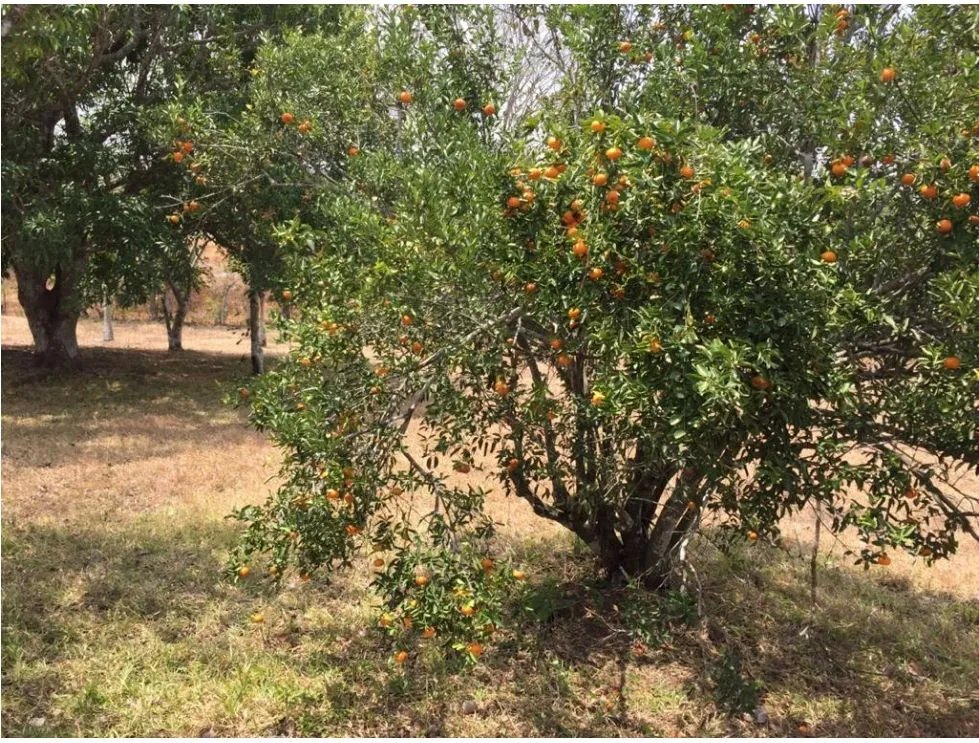 Building Lot for sale in Chorrera