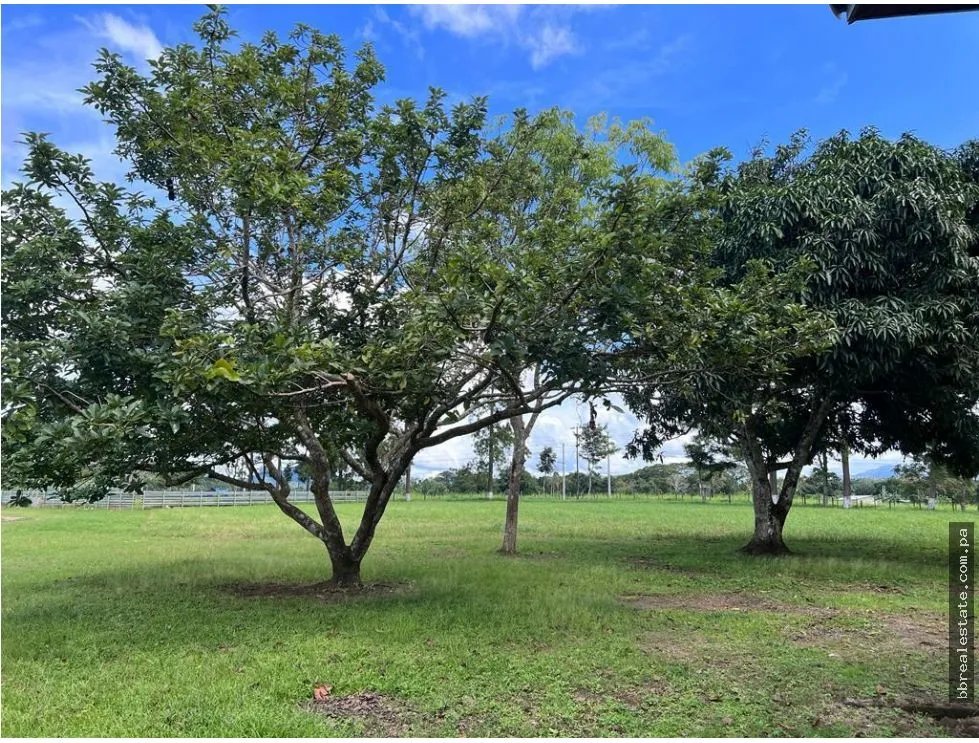 Venta de finca en producción, Coclé