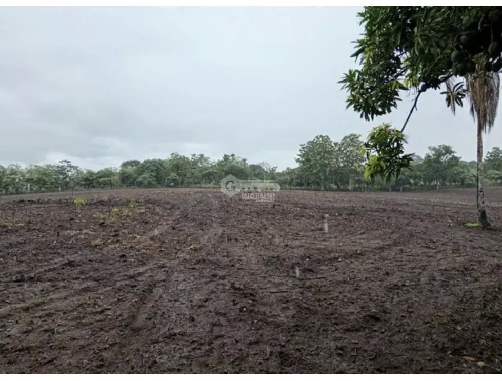 FINCA / COCLE / ANTON / 5.5 HECTAREAS / CON POZO