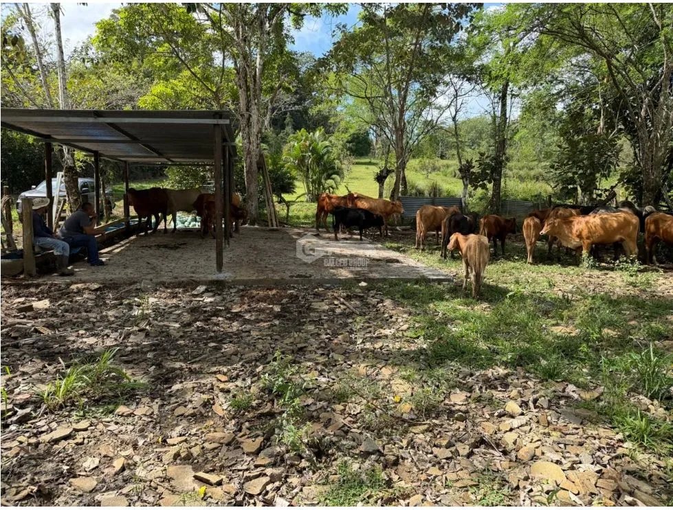 Land/Farm for sale in Chorrera