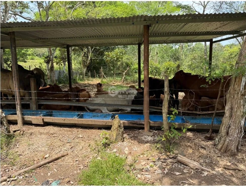 Land/Farm for sale in Chorrera