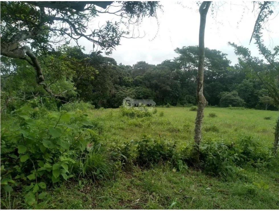 Land/Farm for sale in Chorrera