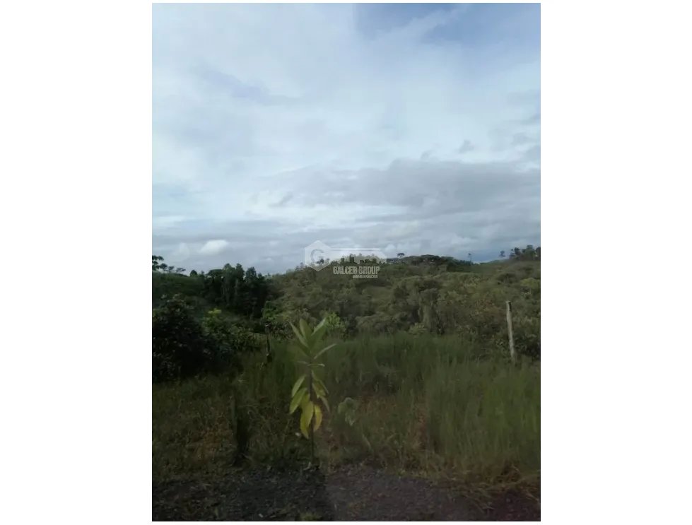 CHORRERA / LA ARENOSA / FINCA / 78 HECTAREAS / CERCA DEL LAGO GATUN