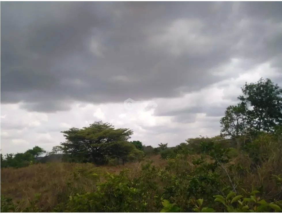 CHORRERA / LA ARENOSA / FINCA / 78 HECTAREAS / CERCA DEL LAGO GATUN