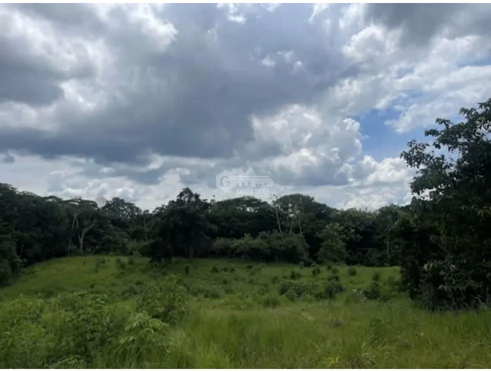 CHORRERA / LA ARENOSA / FINCA / 78 HECTAREAS / CERCA DEL LAGO GATUN
