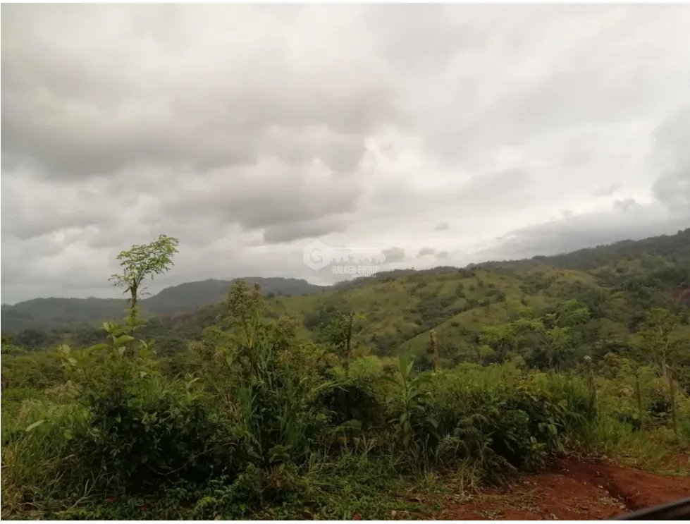 CHORRERA / LA ARENOSA / FINCA / 78 HECTAREAS / CERCA DEL LAGO GATUN