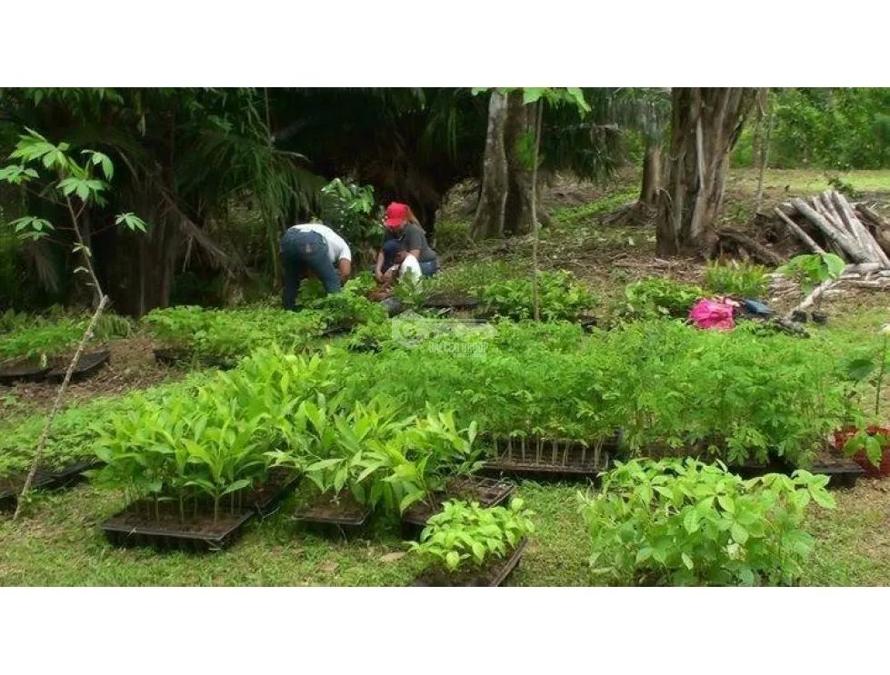FINCA EN CHORRERA / CERRO CAMA / 7.2 HECTAREAS / PARA DESARROLLO