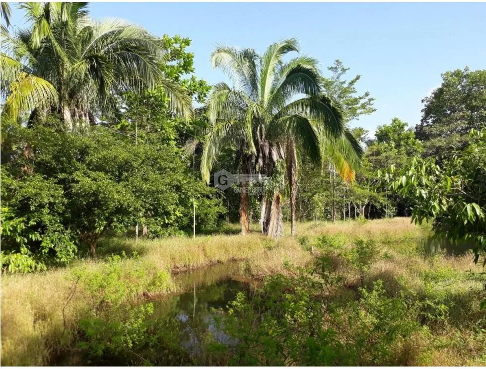 FINCA EN CHORRERA / CERRO CAMA / 7.2 HECTAREAS / PARA DESARROLLO
