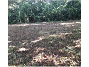 FINCA EN CHORRERA / CERRO CAMA / 7.2 HEC...