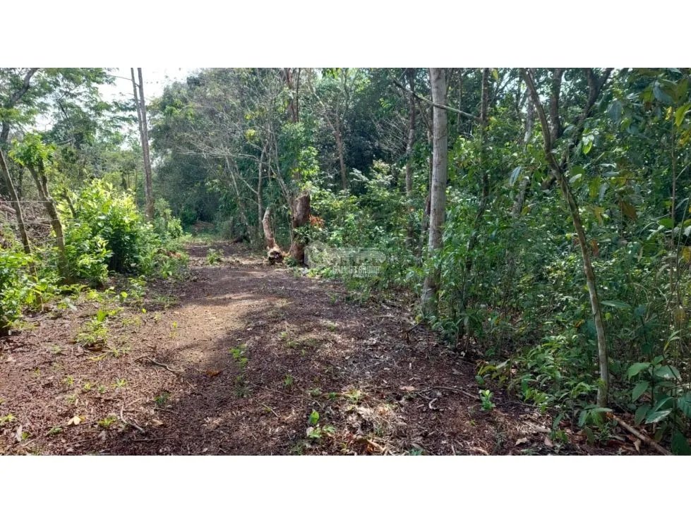 Land/Farm for sale in Chorrera