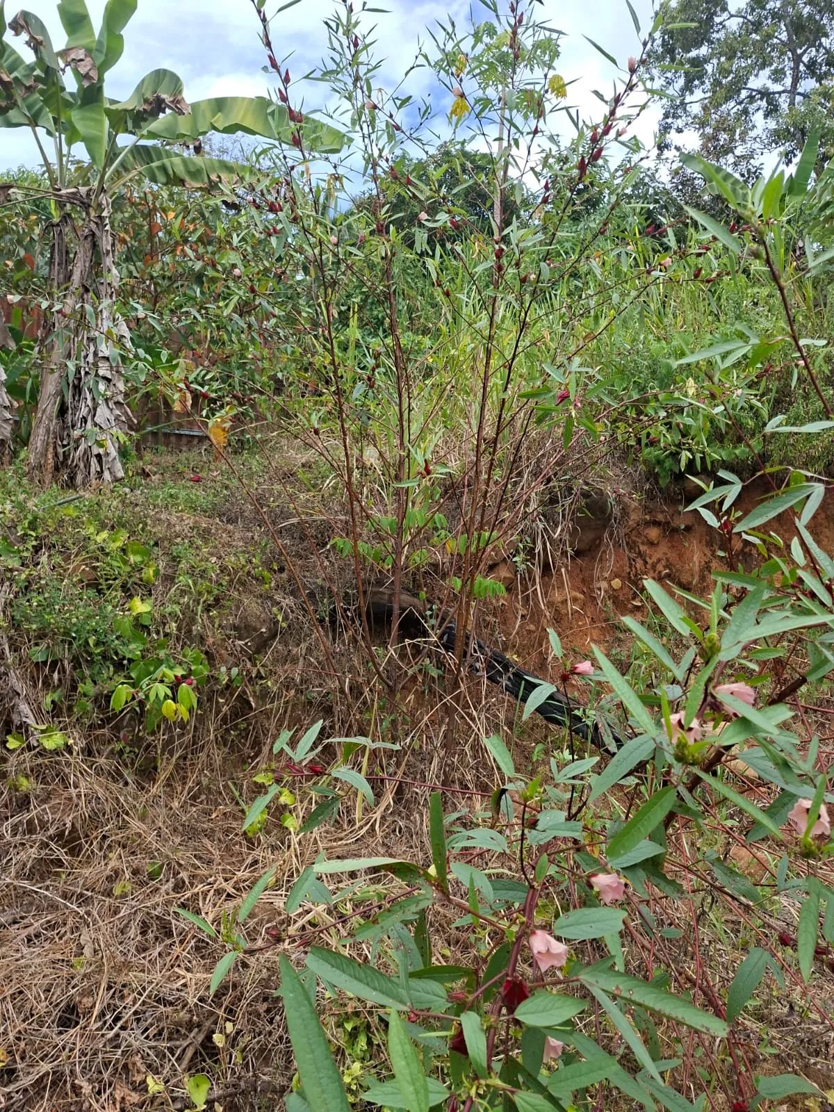 Venta de lote en Cerro Azul Ciudad de Panamá