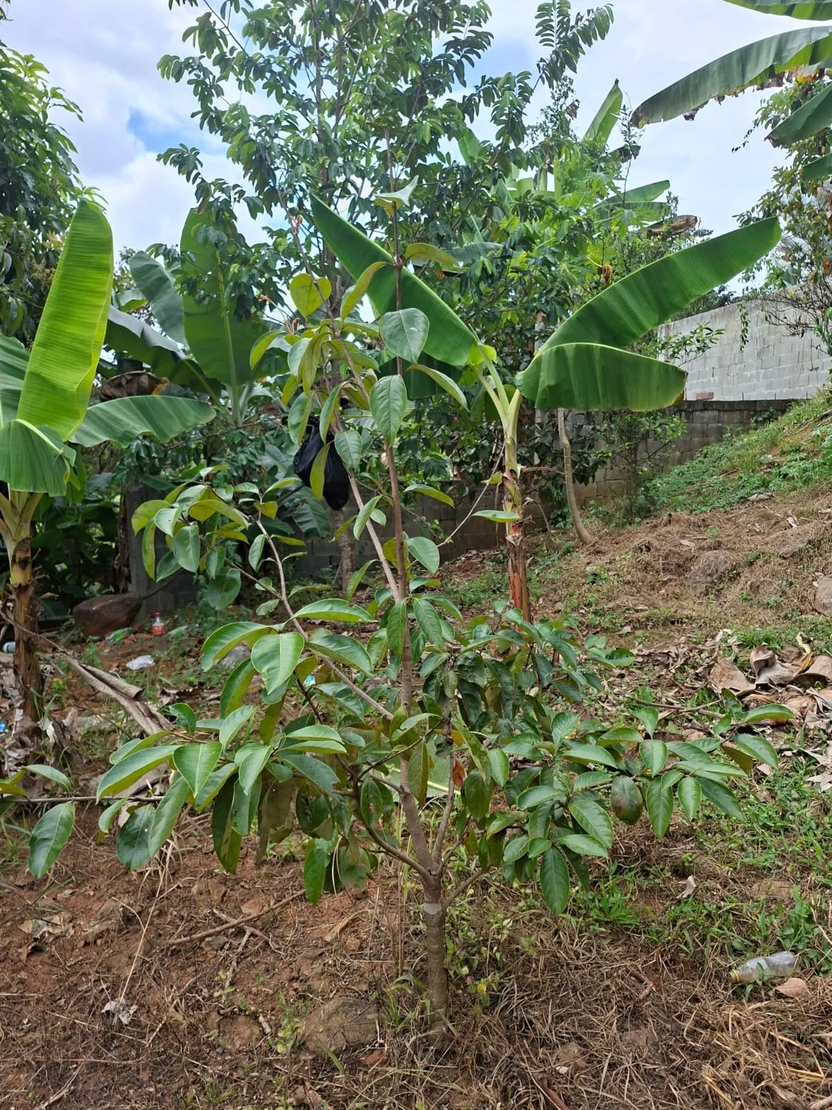 Venta de lote en Cerro Azul Ciudad de Panamá