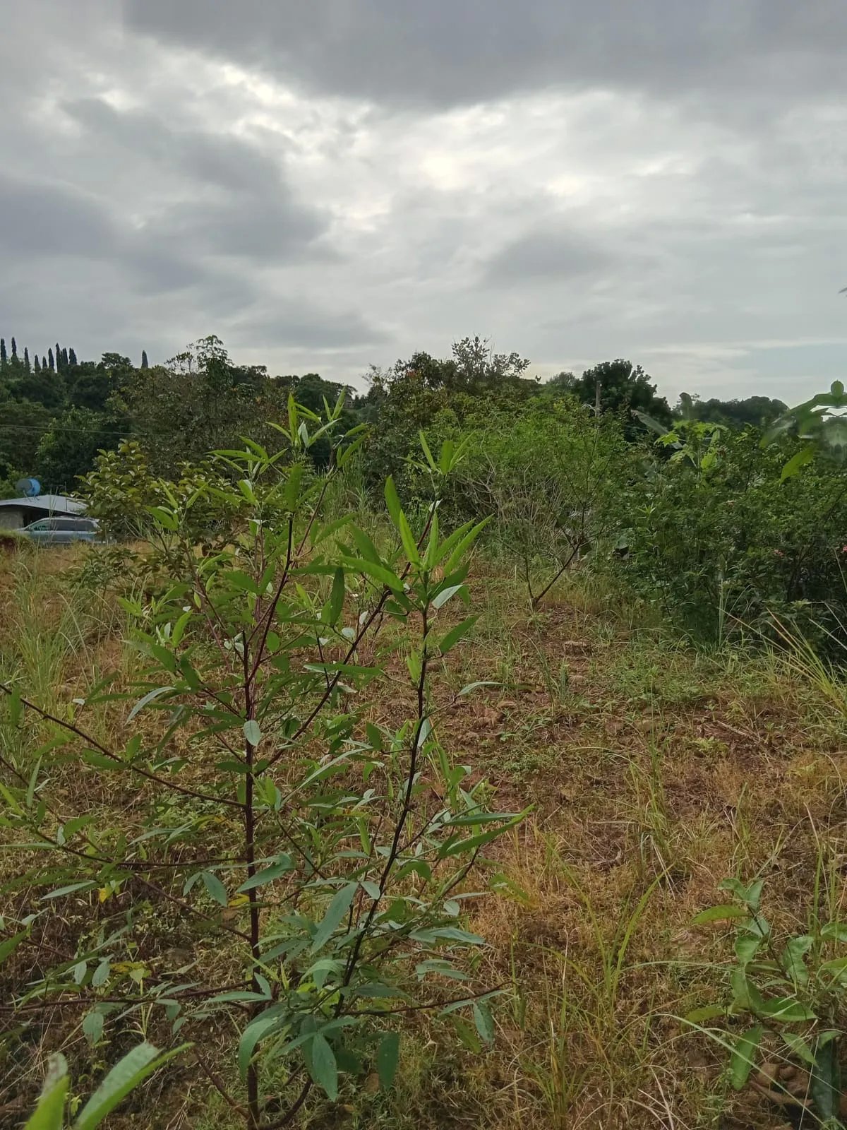 Venta de lote en Cerro Azul Ciudad de Panamá