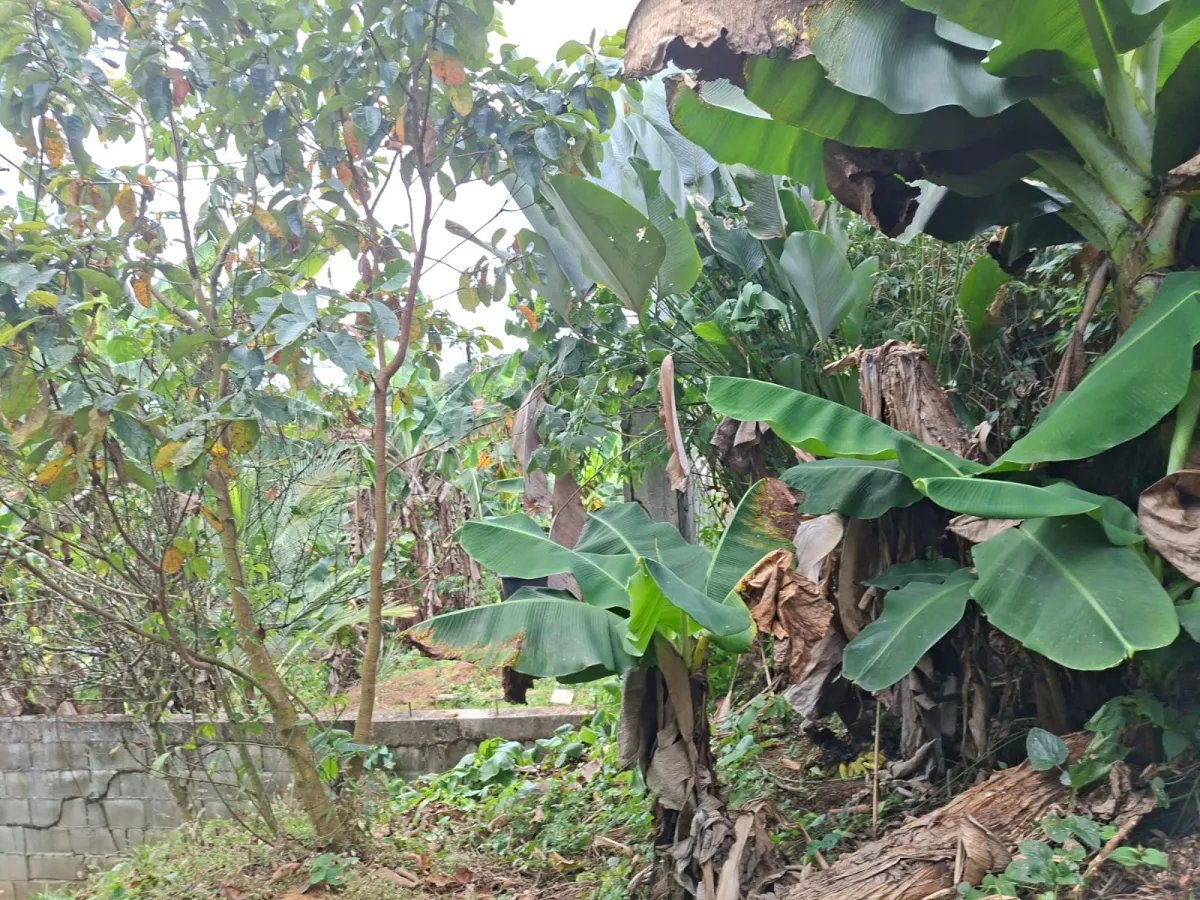 Venta de lote en Cerro Azul Ciudad de Panamá