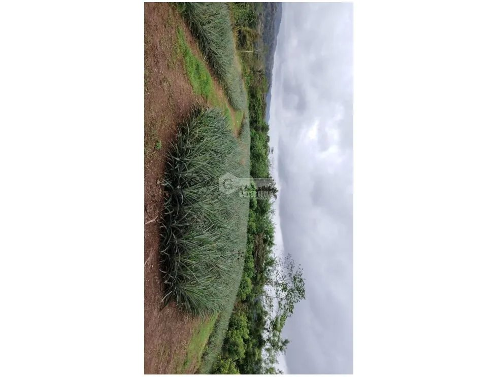 SE VENDE FINCA CON CULTIVO DE PIÑA 34 HECTAREAS EN CIRI GRANDE