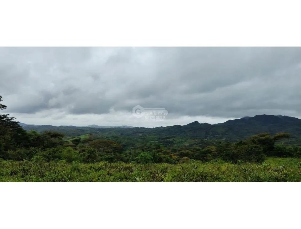 SE VENDE FINCA CON CULTIVO DE PIÑA 34 HECTAREAS EN CIRI GRANDE