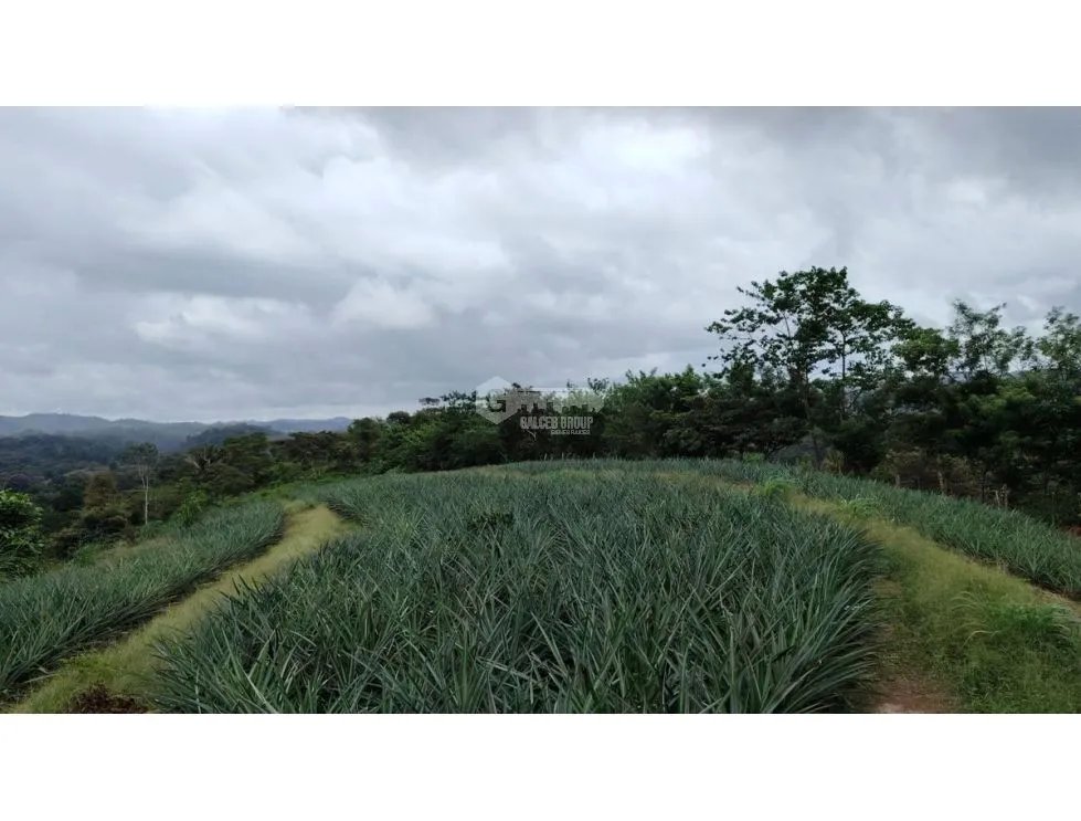 Land/Farm for sale in Capira