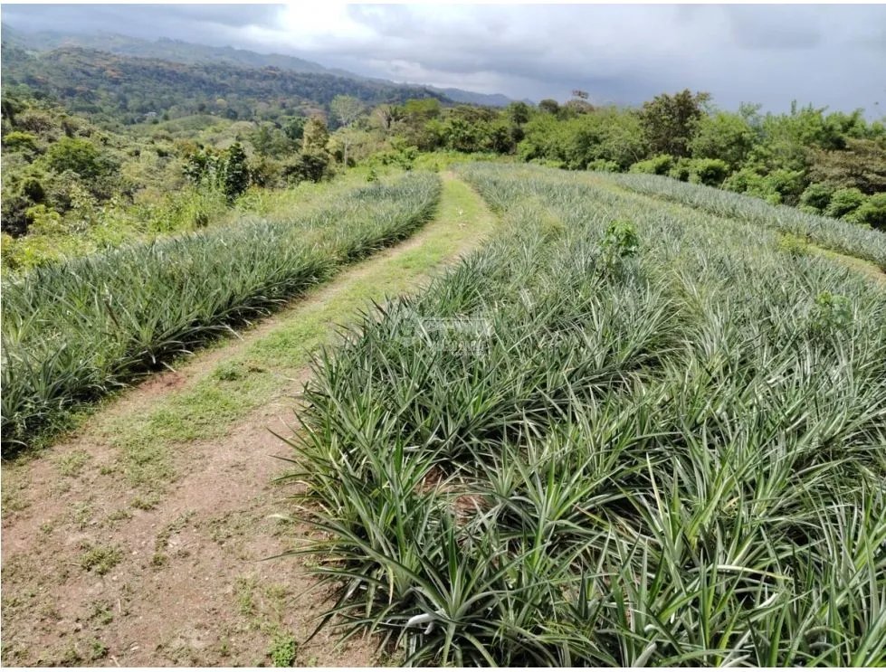 Land/Farm for sale in Capira