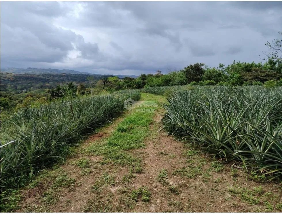 CAPIRA / CIRI GRANDE  / 34 HECTAREAS /  FINCA / SIEMBRA  DE PIÑA