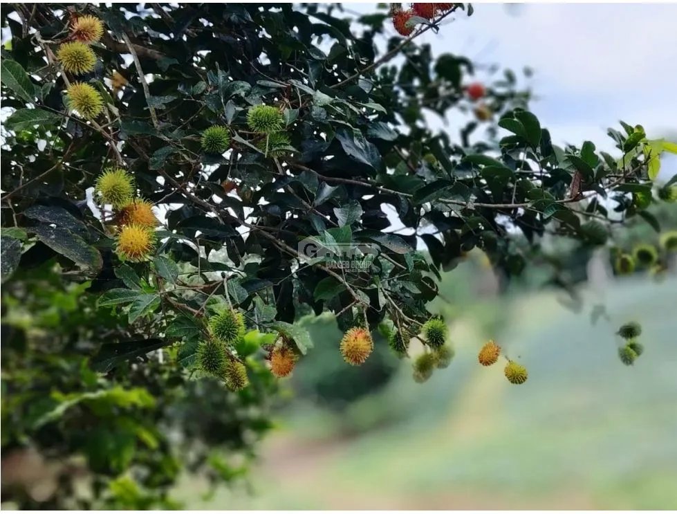 CAPIRA / CIRI GRANDE  / 34 HECTAREAS /  FINCA / SIEMBRA  DE PIÑA
