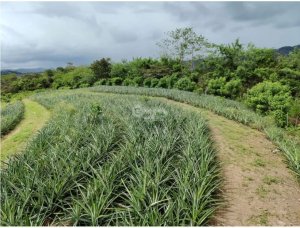 Land/Farm for sale in Capira