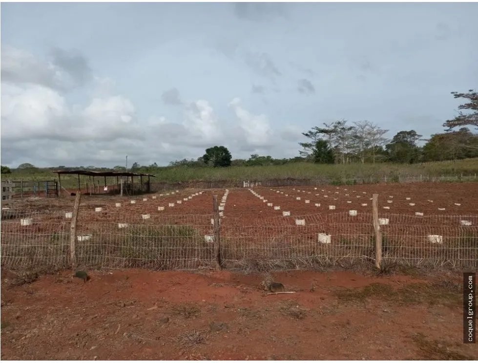 VENTA DE FINCA AGROPECUARIA , LA ATENEA ,AROSEMENA DE LA CHORRERA