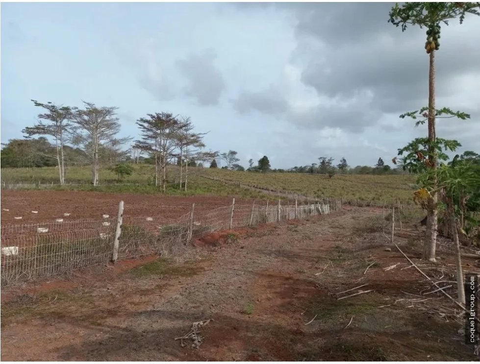 VENTA DE FINCA AGROPECUARIA , LA ATENEA ,AROSEMENA DE LA CHORRERA